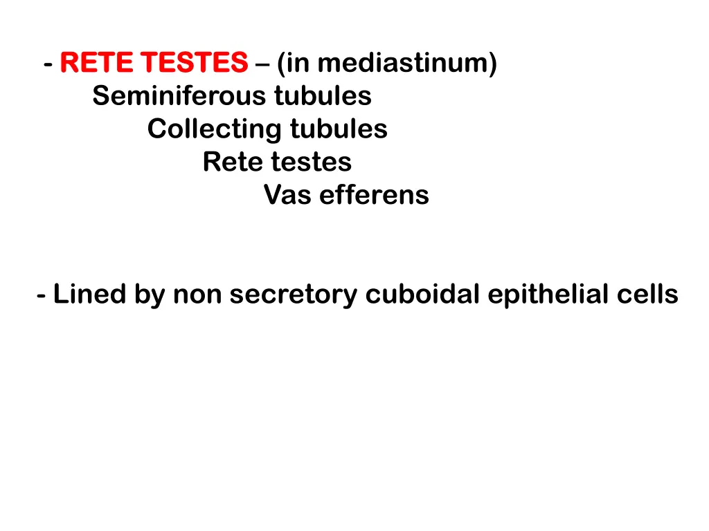 rete testes rete testes in mediastinum