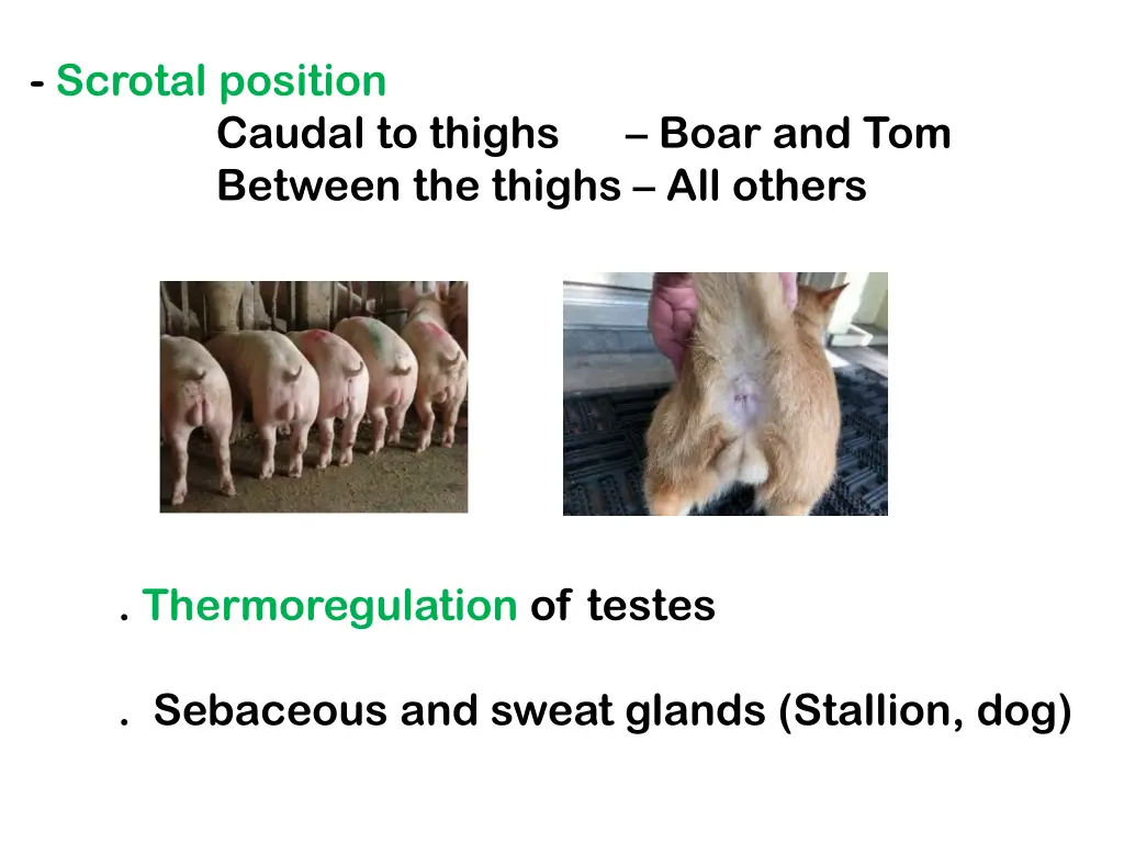 scrotal position caudal to thighs boar