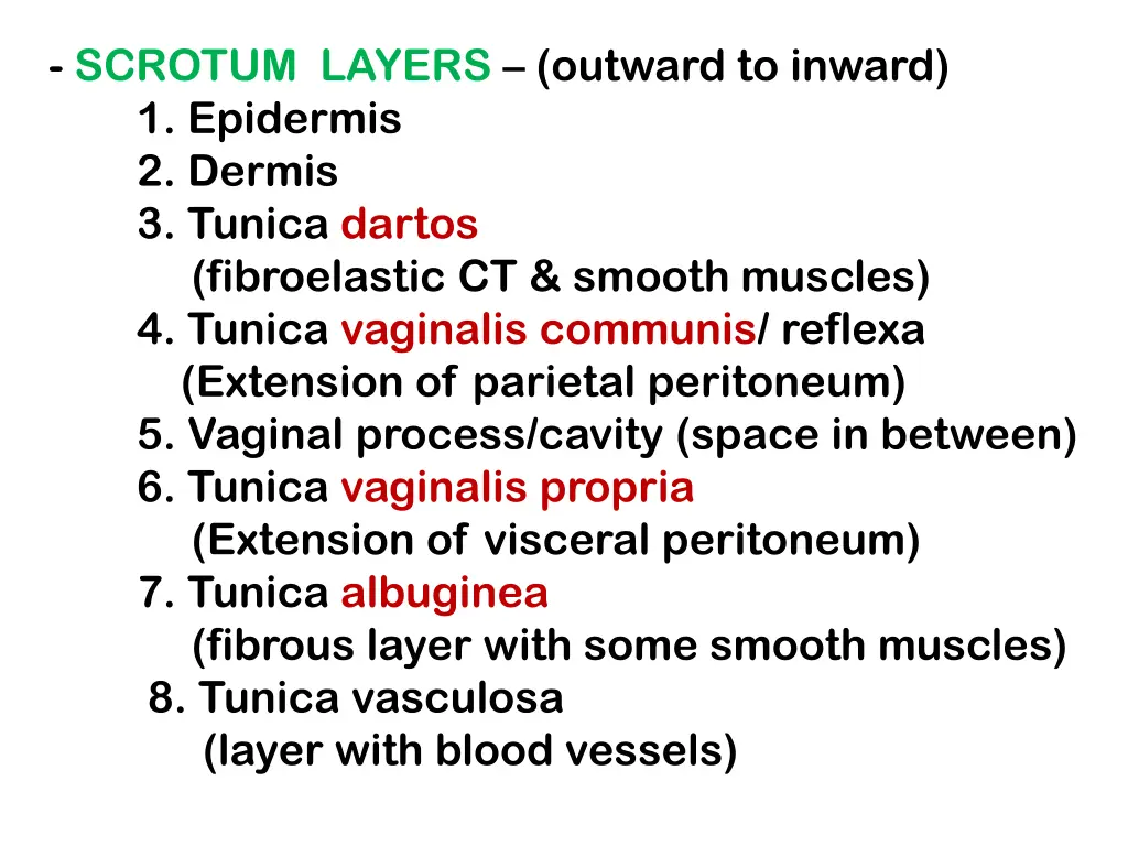 scrotum layers outward to inward 1 epidermis