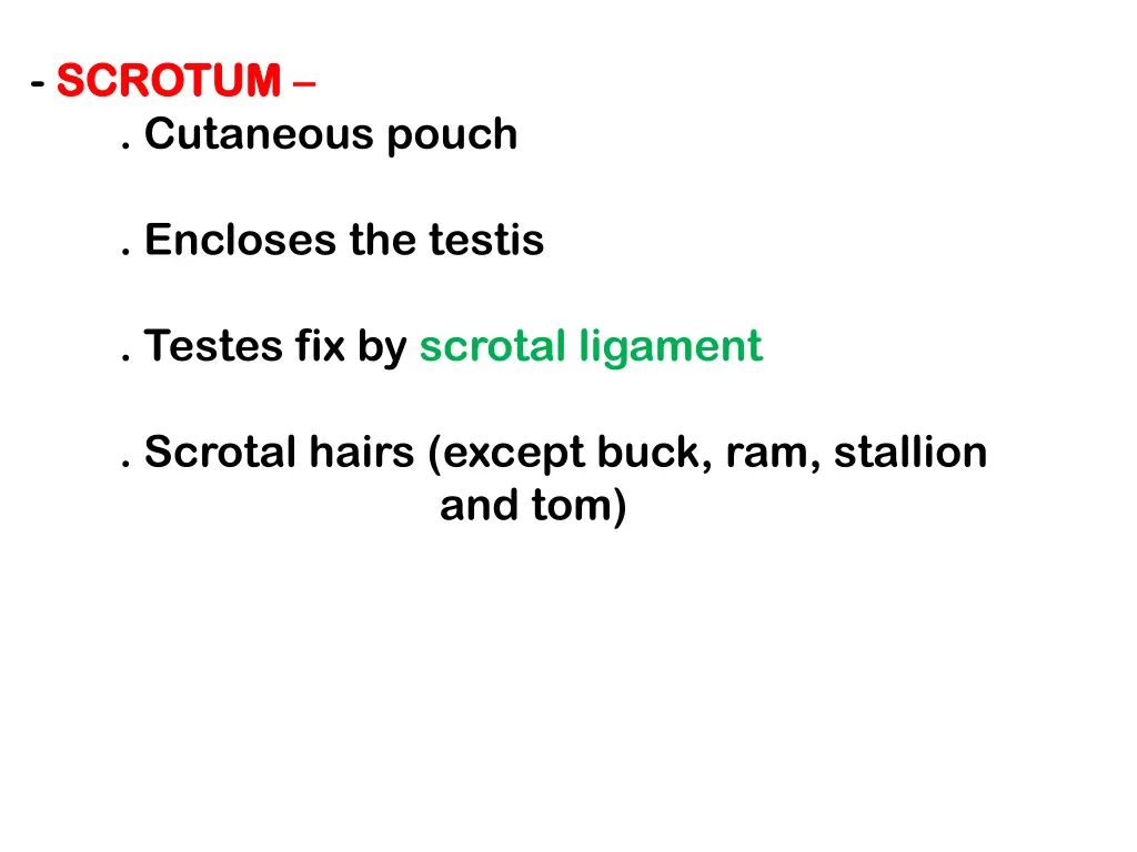 scrotum scrotum cutaneous pouch