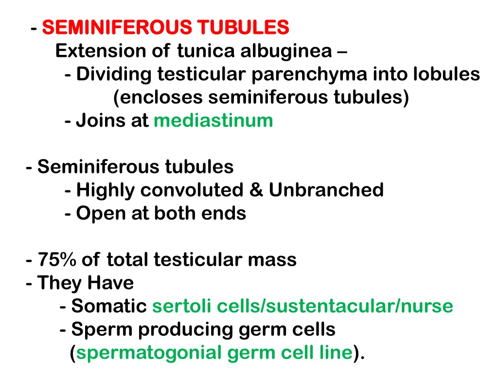 seminiferous tubules seminiferous tubules