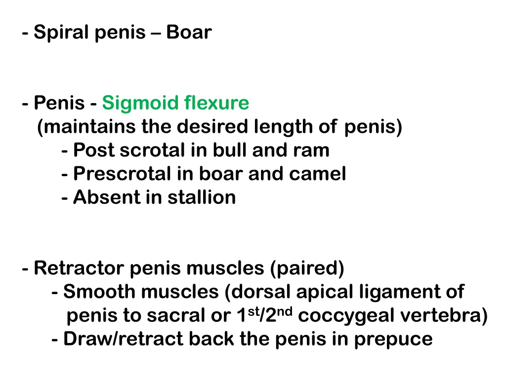 spiral penis boar