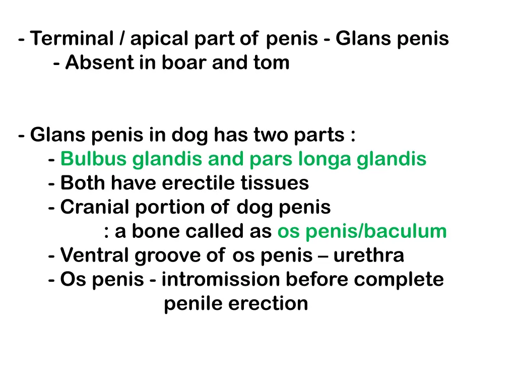 terminal apical part of penis glans penis absent