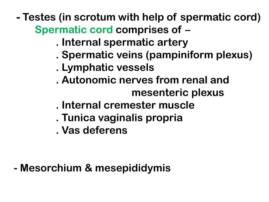 testes in scrotum with help of spermatic cord