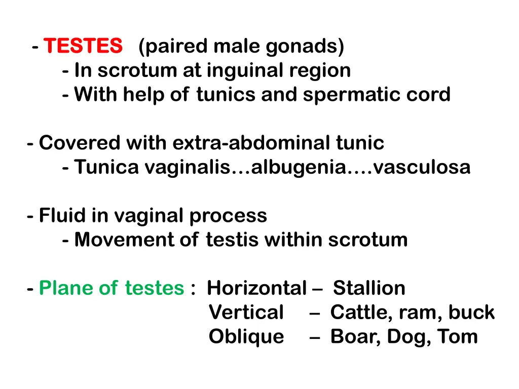 testes testes paired male gonads in scrotum