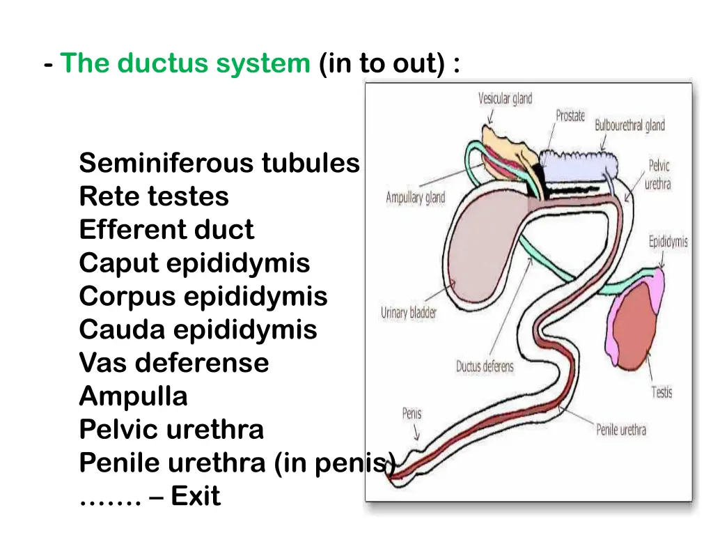 the ductus system in to out