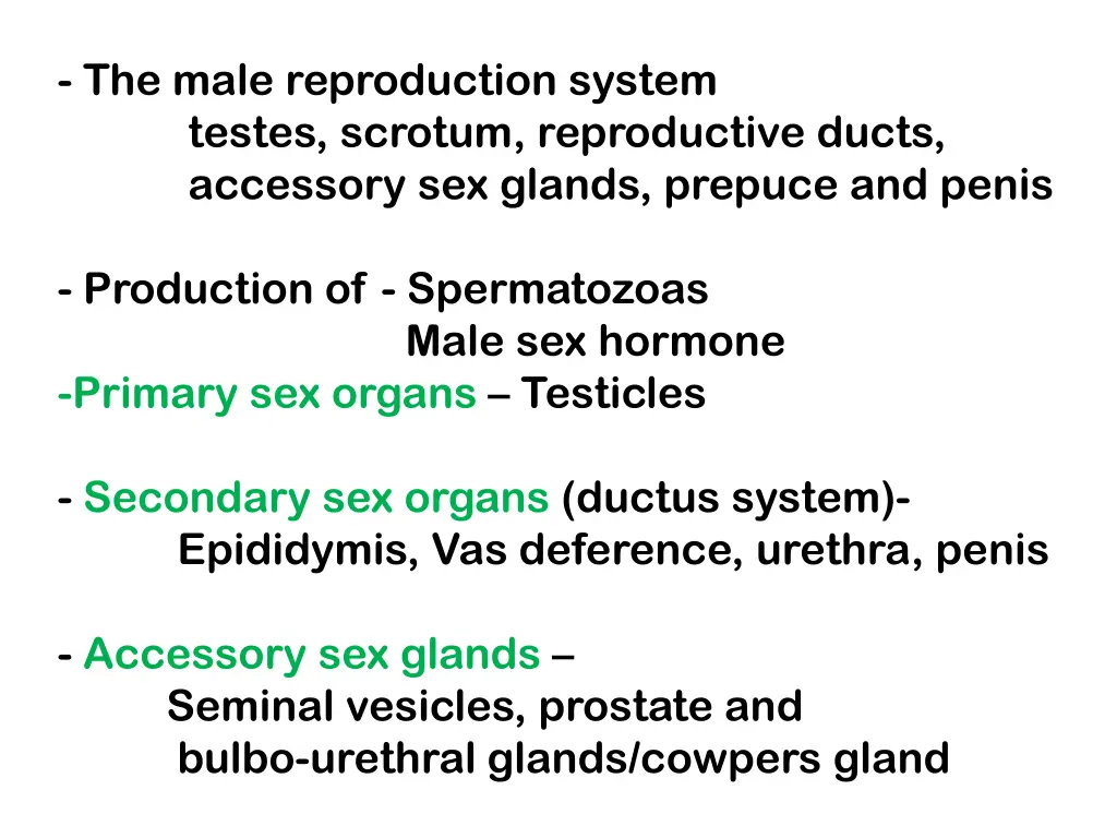 the male reproduction system testes scrotum