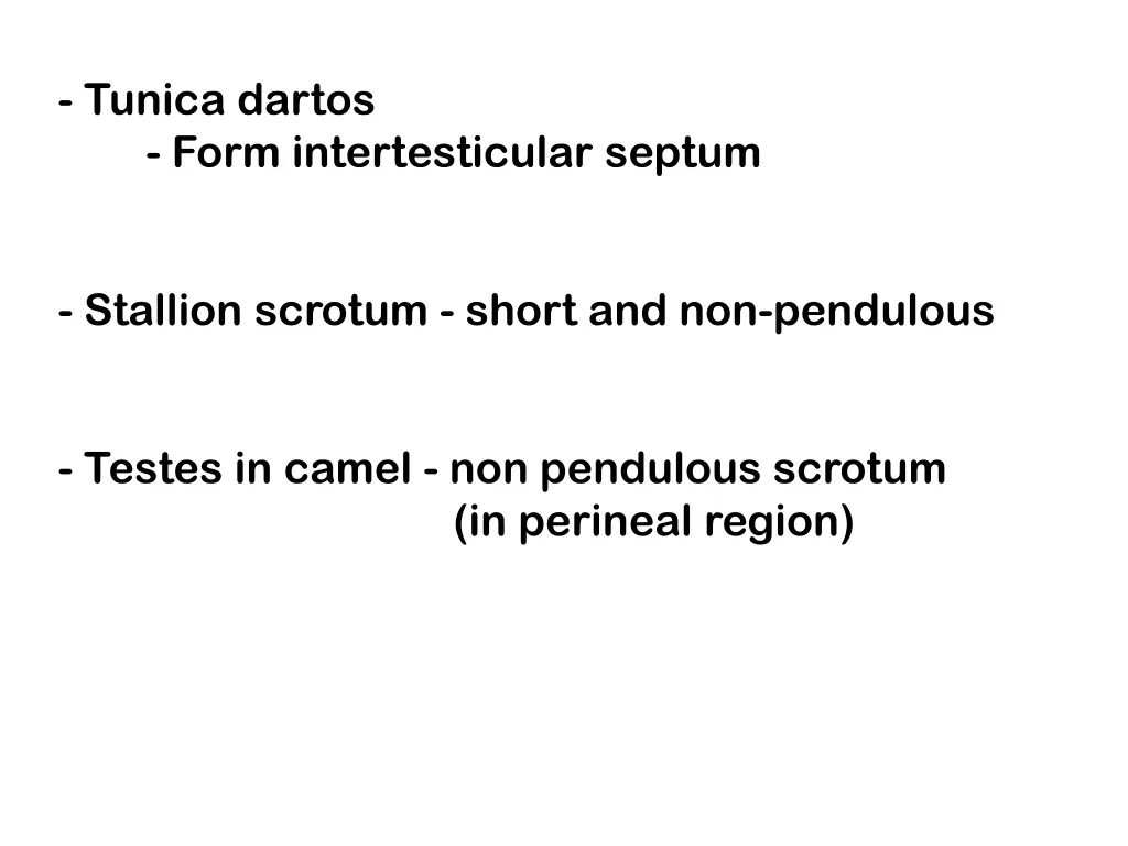 tunica dartos form intertesticular septum