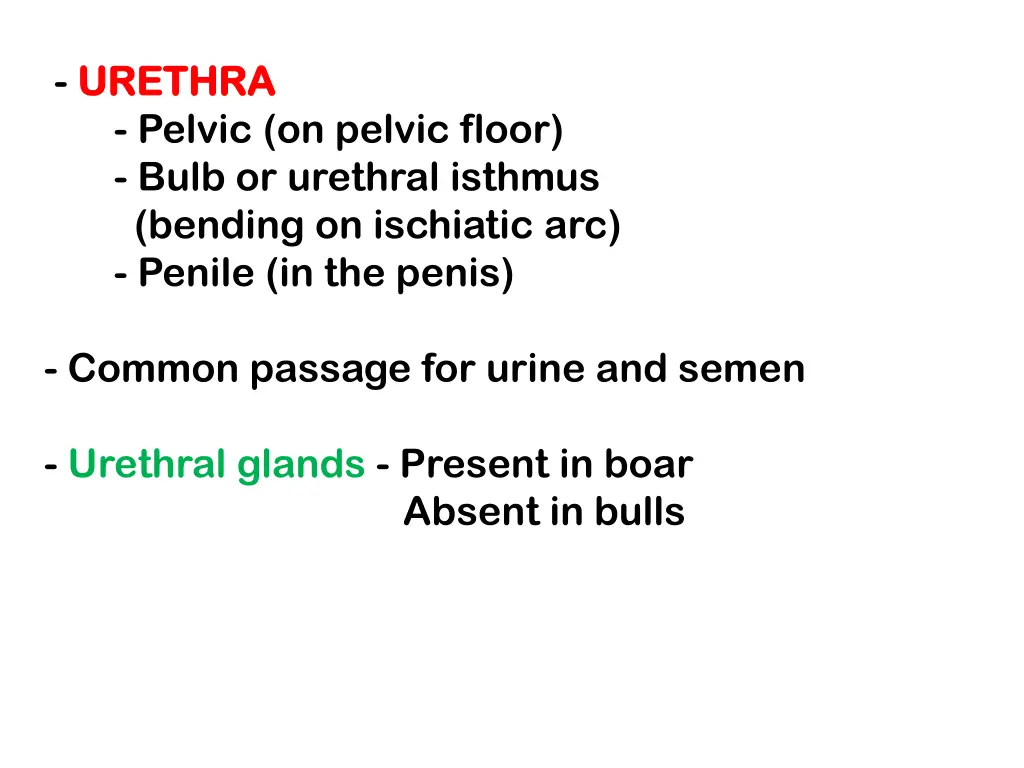 urethra urethra pelvic on pelvic floor bulb