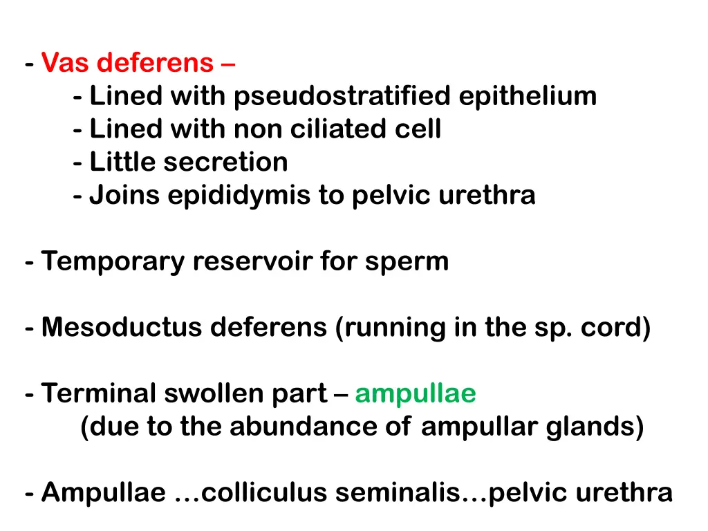 vas deferens lined with pseudostratified