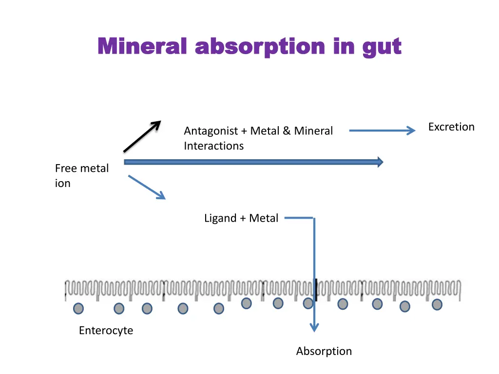 mineral absorption in gut mineral absorption