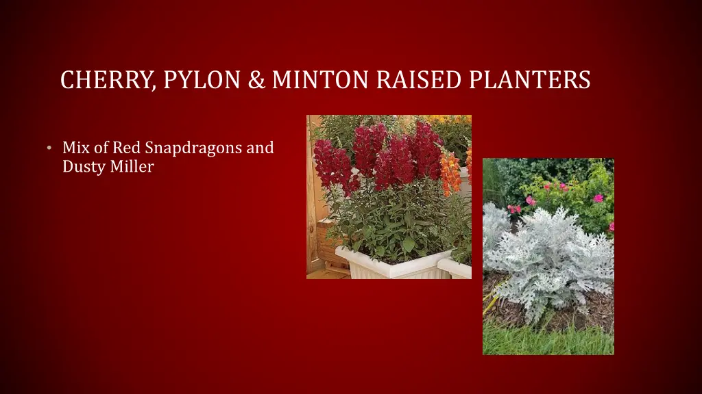 cherry pylon minton raised planters