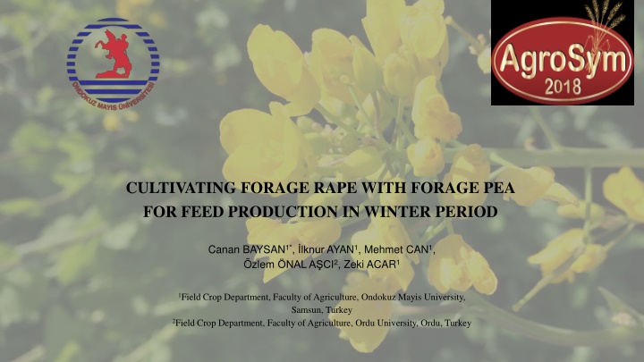 cultivating forage rape with forage pea for feed