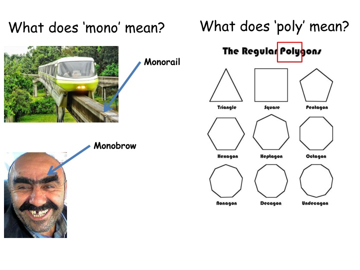 what does poly mean