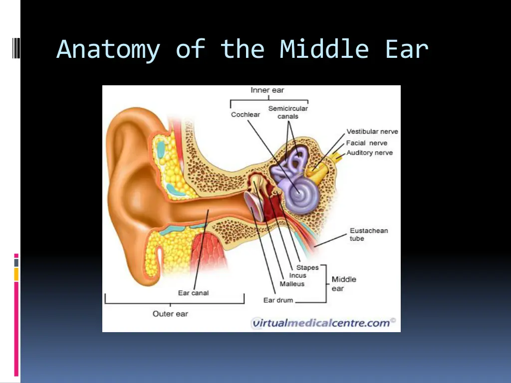 anatomy of the middle ear