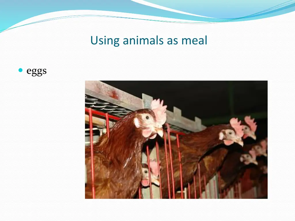 using animals as meal