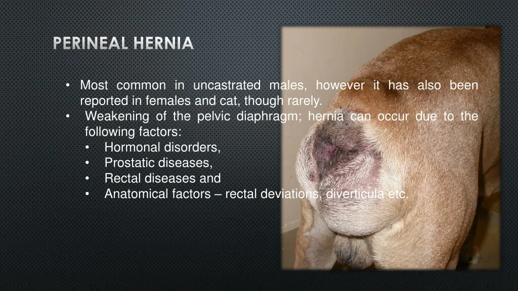 perineal hernia