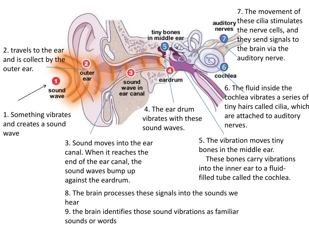 7 the movement of these cilia stimulates