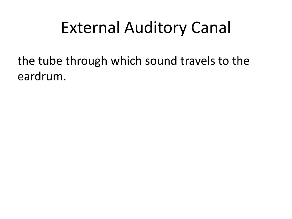 external auditory canal