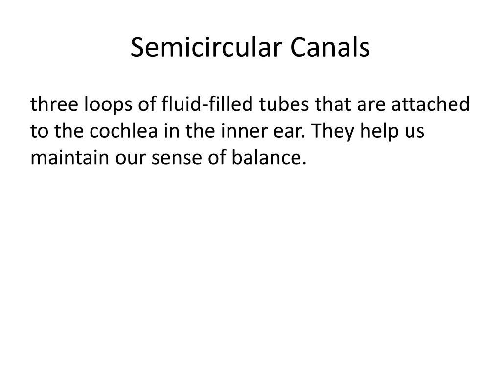 semicircular canals