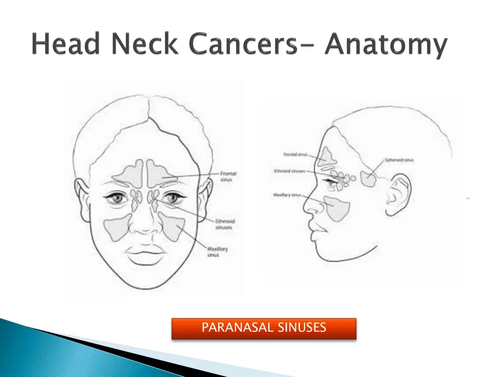 paranasal sinuses