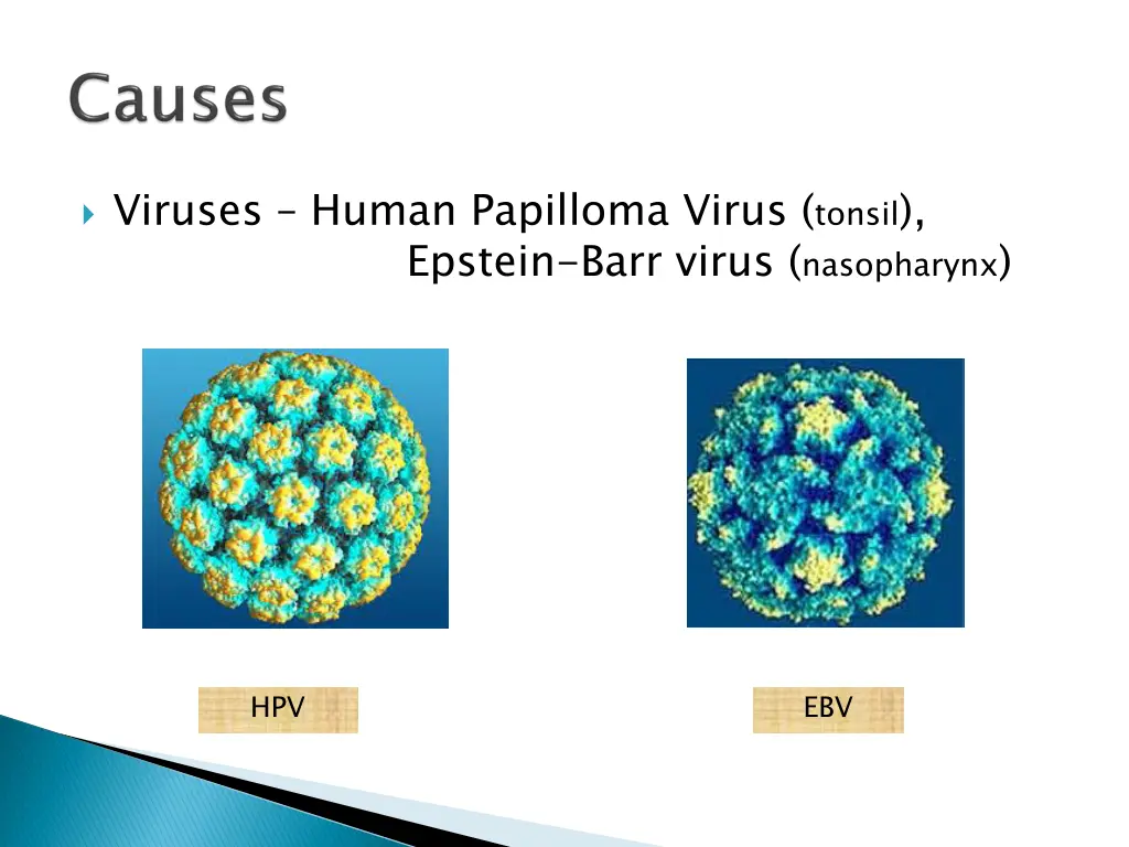 viruses human papilloma virus tonsil