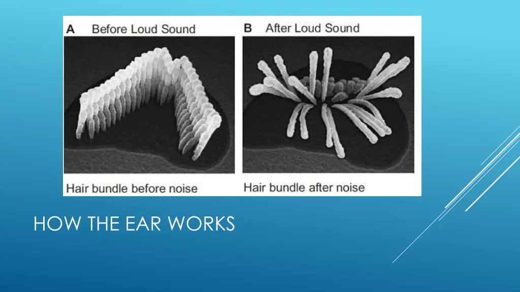 how the ear works 1