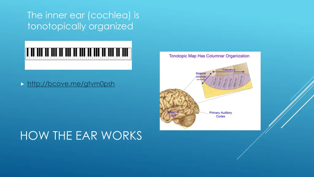 the inner ear cochlea is tonotopically organized