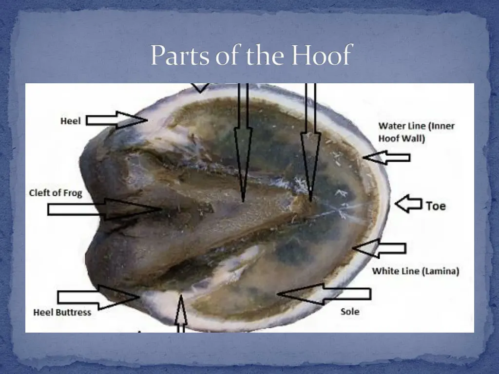 parts of the hoof