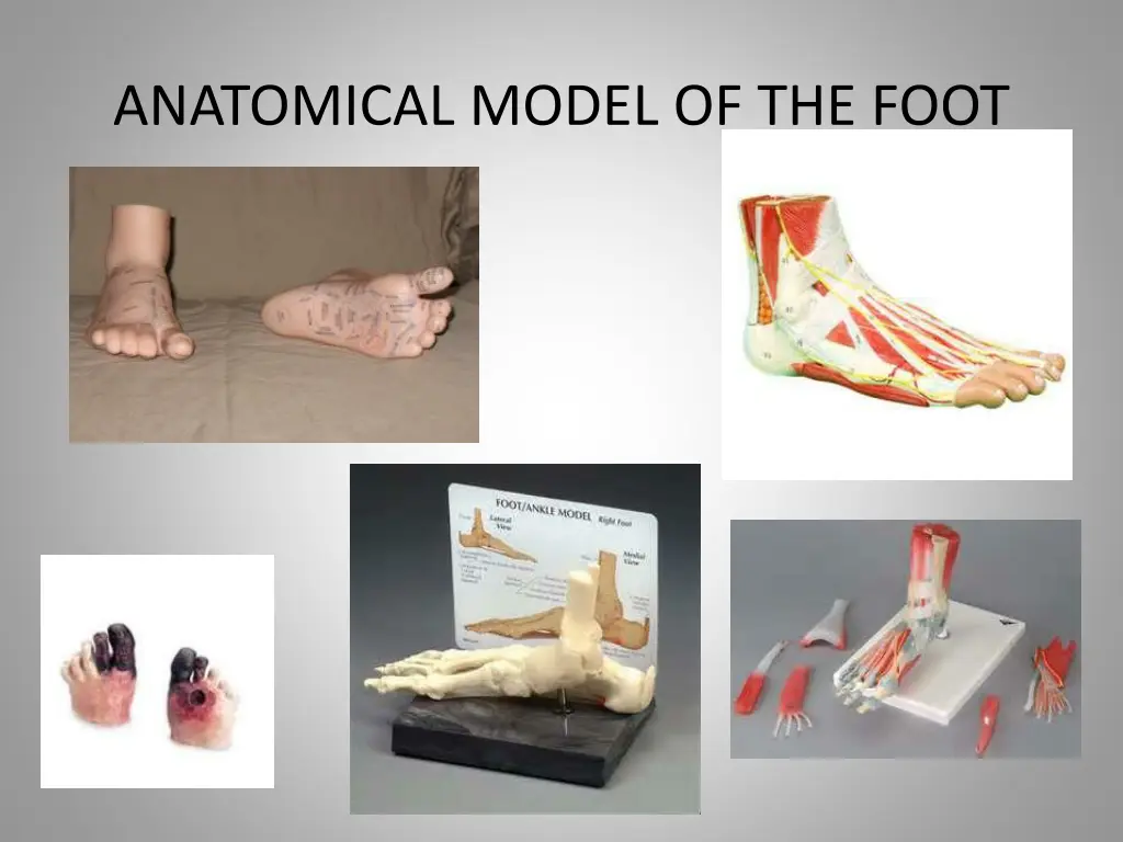 anatomical model of the foot