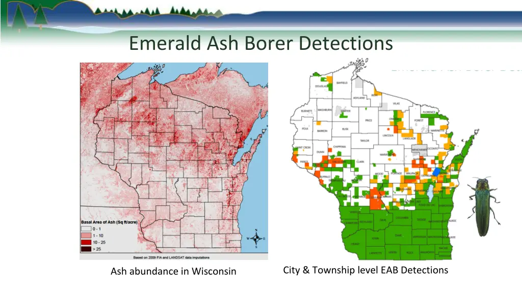 emerald ash borer detections 1