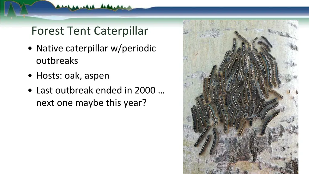 forest tent caterpillar