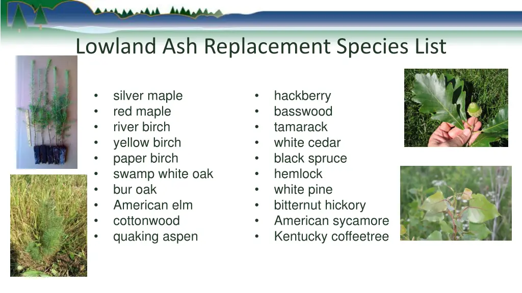 lowland ash replacement species list