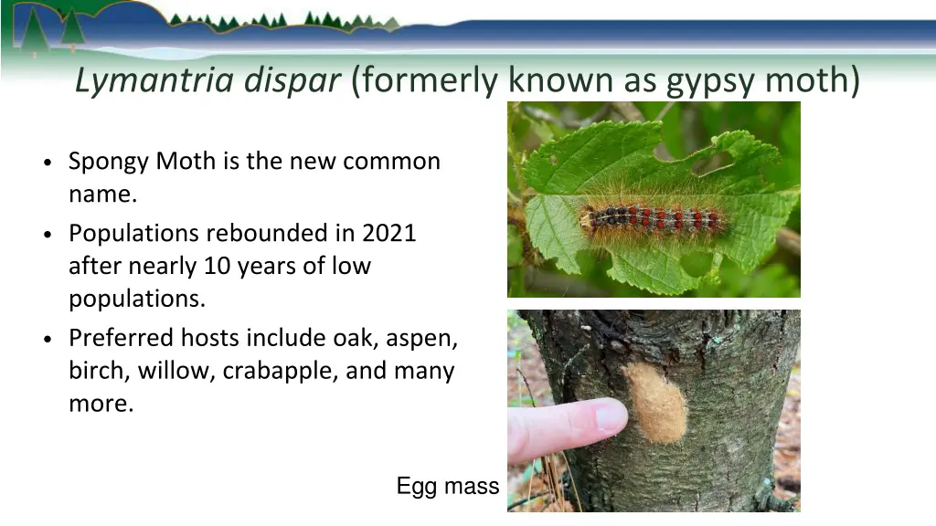 lymantria dispar formerly known as gypsy moth