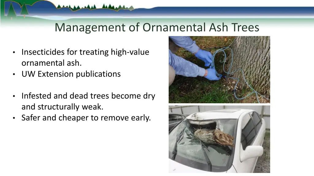 management of ornamental ash trees