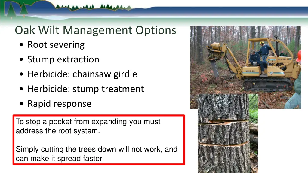 oak wilt management options root severing stump