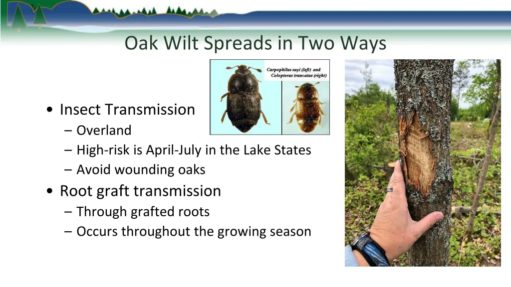 oak wilt spreads in two ways