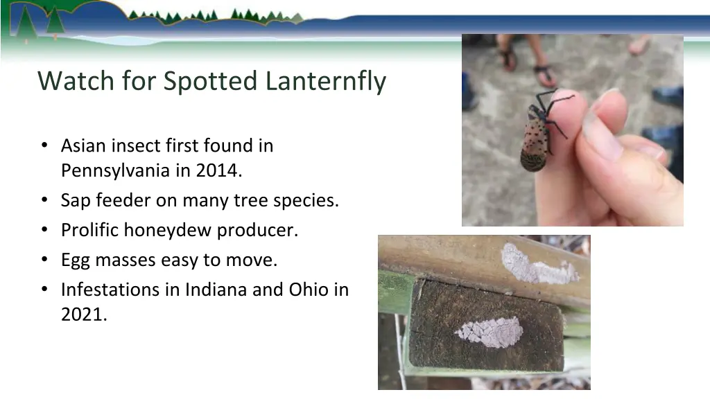 watch for spotted lanternfly