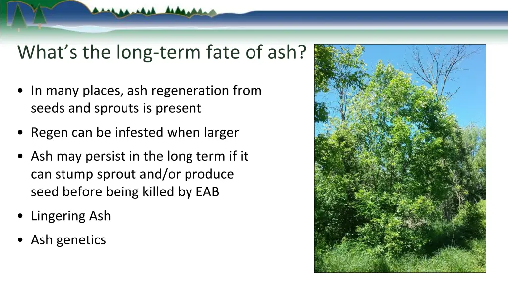 what s the long term fate of ash