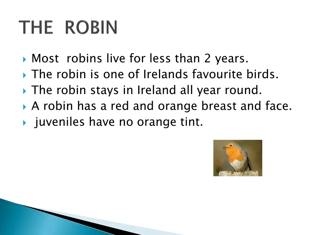 most robins live for less than 2 years the robin