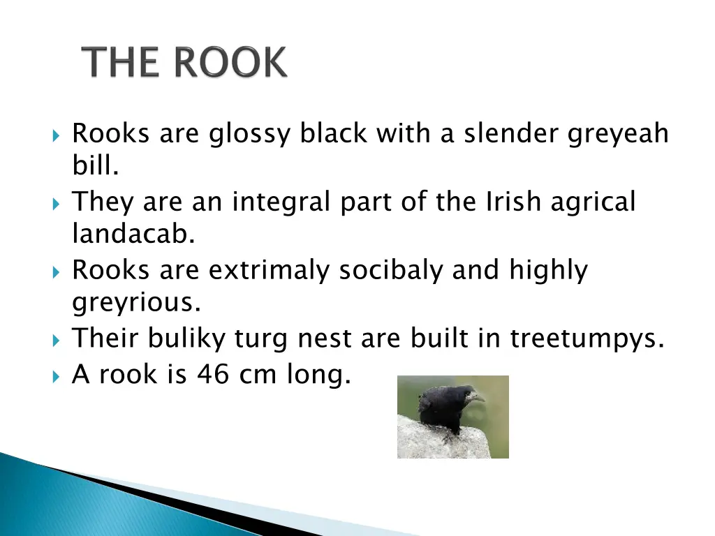 rooks are glossy black with a slender greyeah