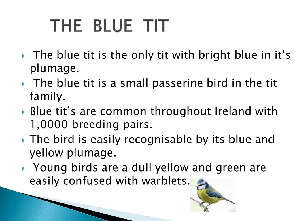 the blue tit is the only tit with bright blue