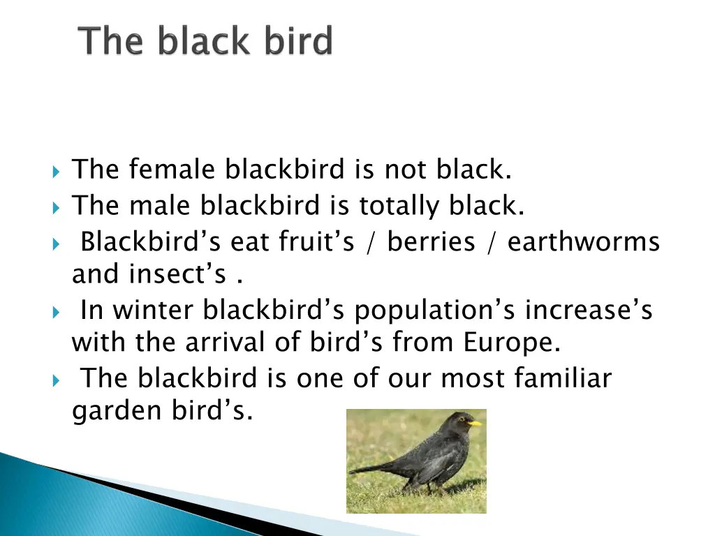 the female blackbird is not black the male