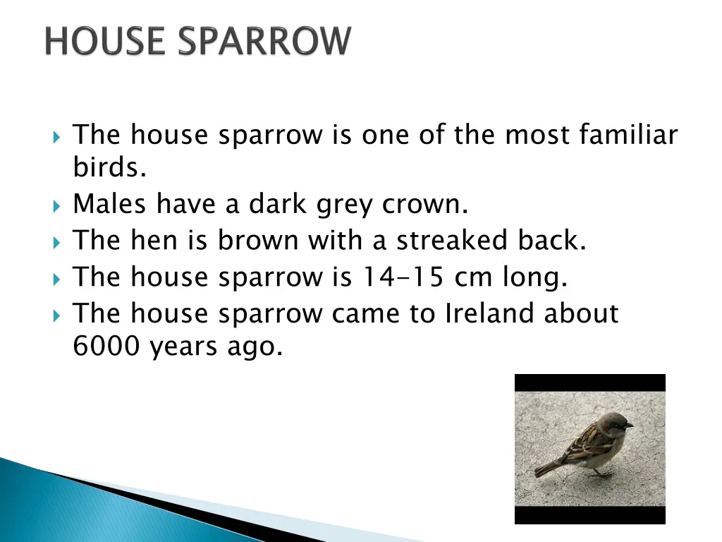 the house sparrow is one of the most familiar