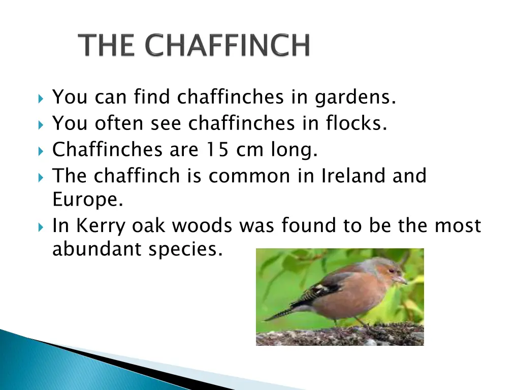 you can find chaffinches in gardens you often