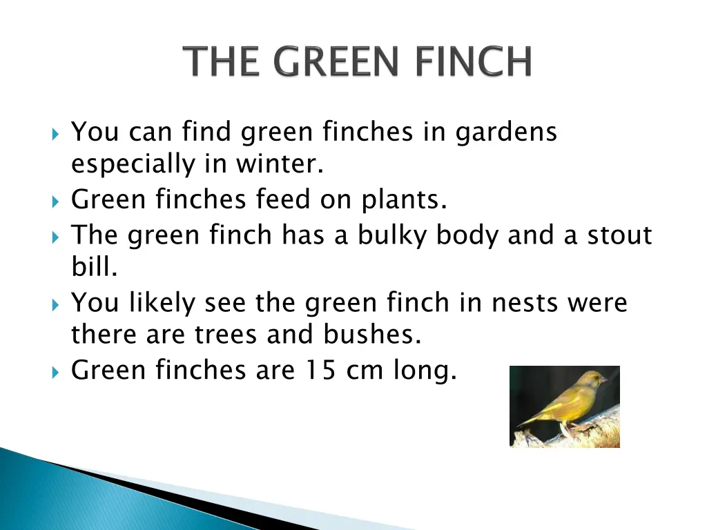 you can find green finches in gardens especially