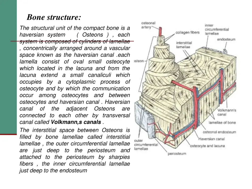 bone structure