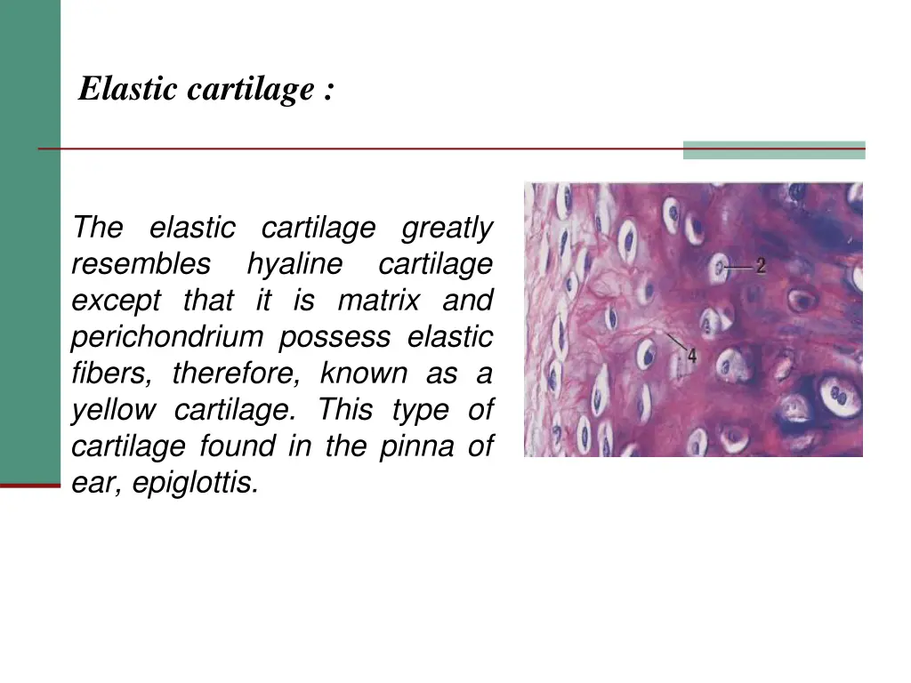 elastic cartilage