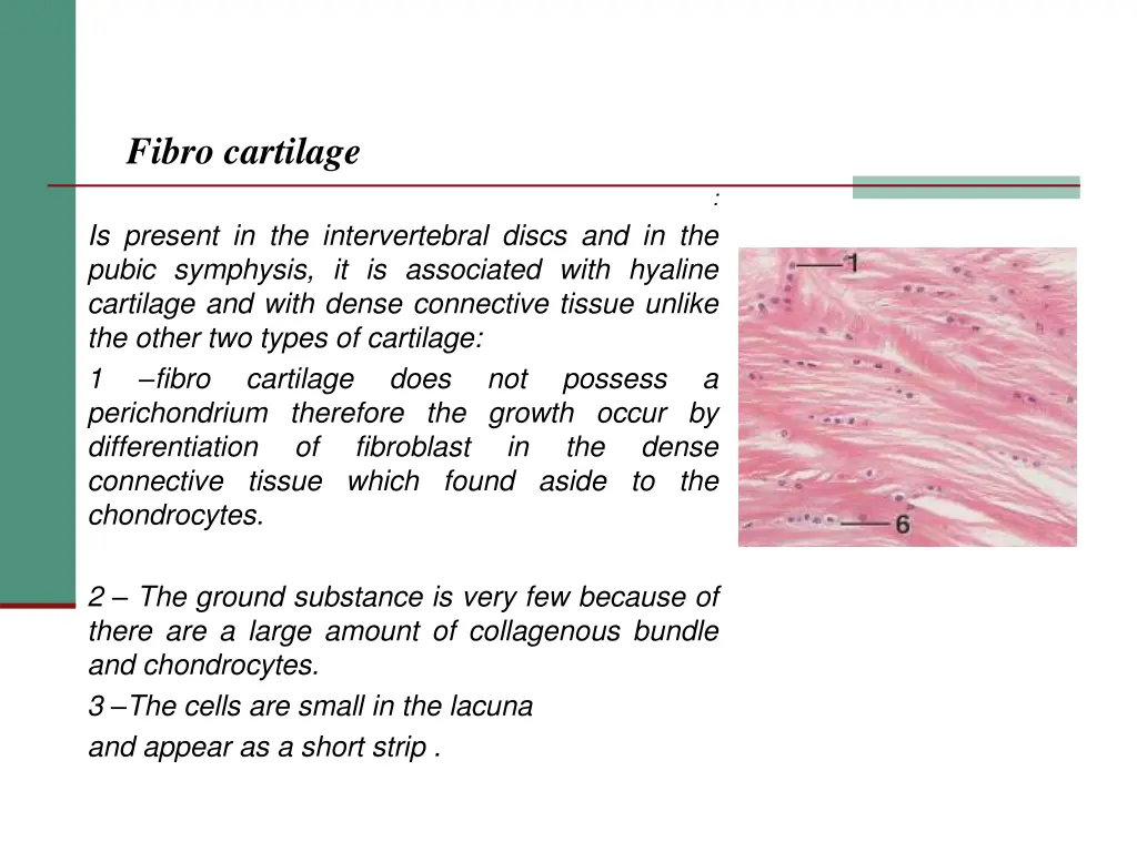 fibro cartilage