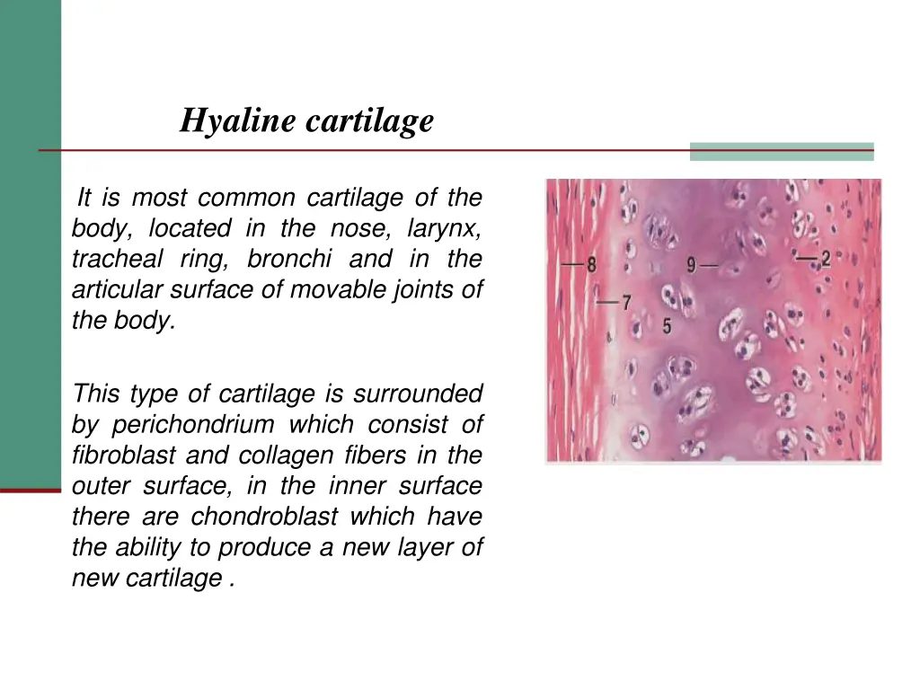 hyaline cartilage